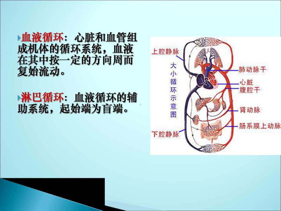 循环系统(解剖结构)课件.ppt_第2页