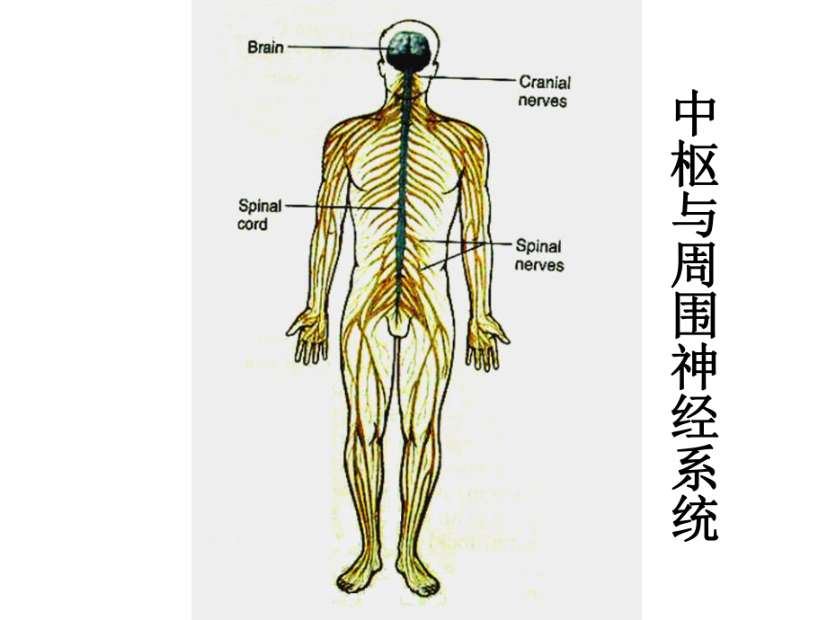 医学基础知识PPT讲座-神经系统课件.ppt_第2页