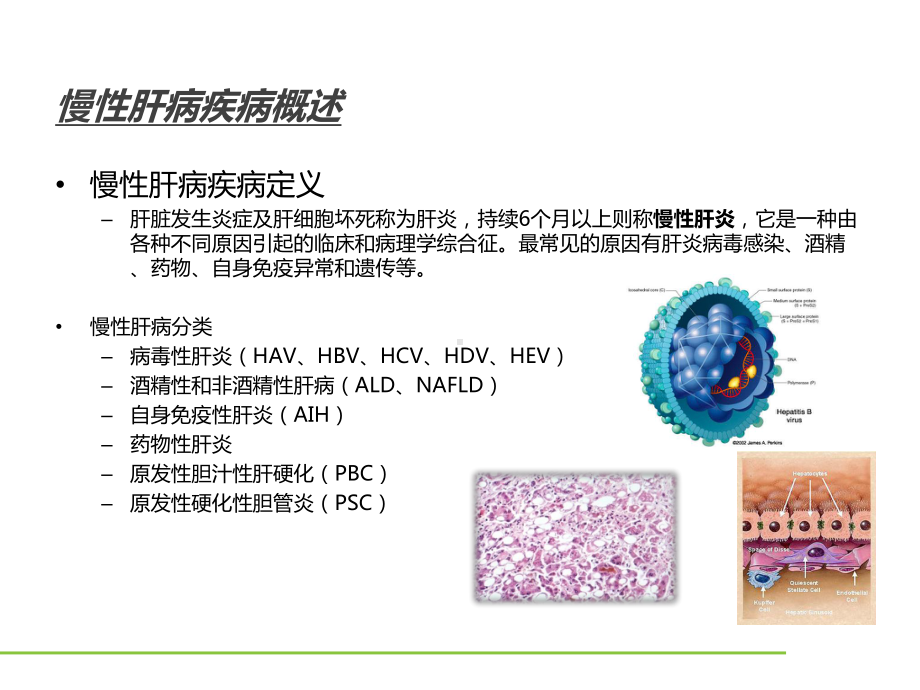 参芪肝康片在慢性肝炎治疗中的应用课件.pptx_第3页