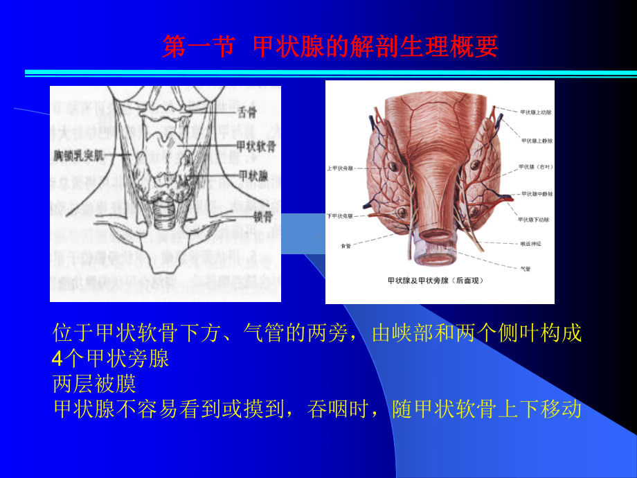 业务学习甲状腺课件.ppt_第3页