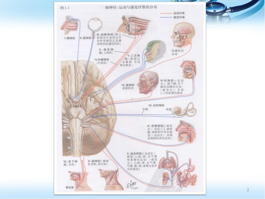 十二对脑神经的定位诊断ppt医学课件.pptx_第2页