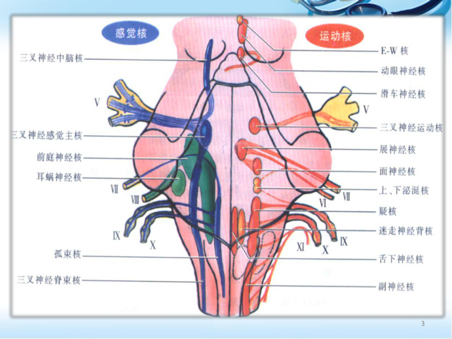 十二对脑神经的定位诊断ppt医学课件.pptx_第3页