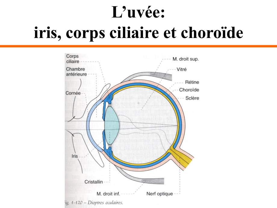 外教医学课件--Les-uvéites.-葡萄膜炎.ppt_第3页