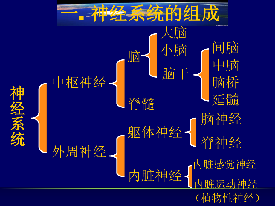 新编-畜禽解剖学-神经系统-精品课件.ppt_第2页