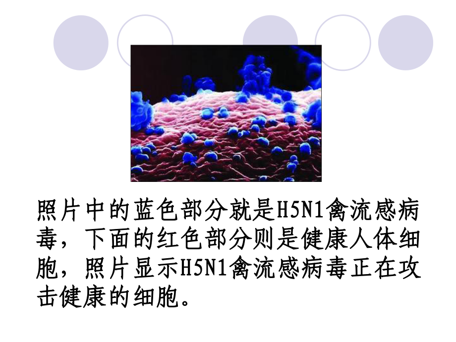 第五讲病毒课件.ppt_第3页