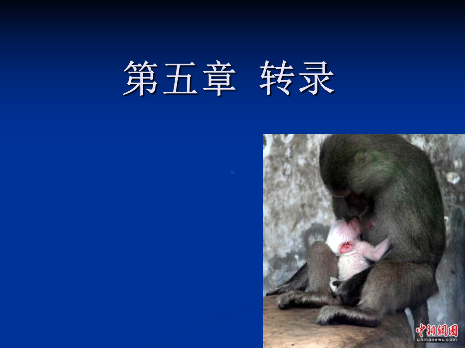 第五章转录课件.ppt_第1页