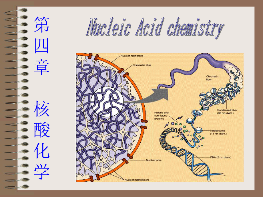 生物化学合工大第四章核酸化学课件.ppt_第1页