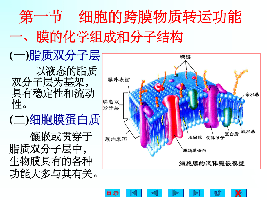 生理学课件细胞的基本功能-ppt.ppt_第2页