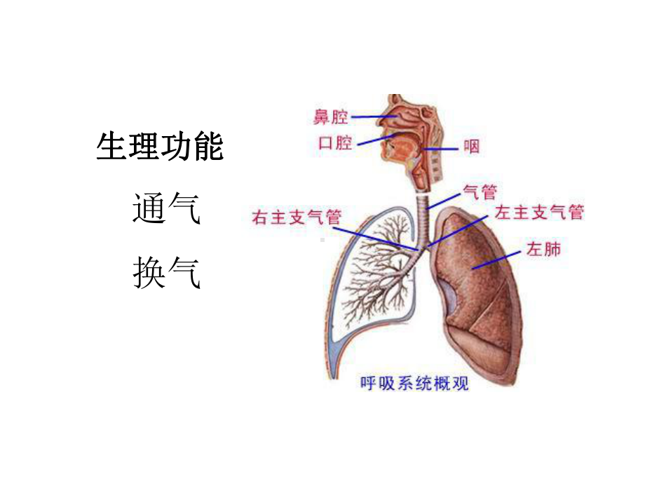 二十章肺部疾病病人的护理五版2-014课件.ppt_第3页