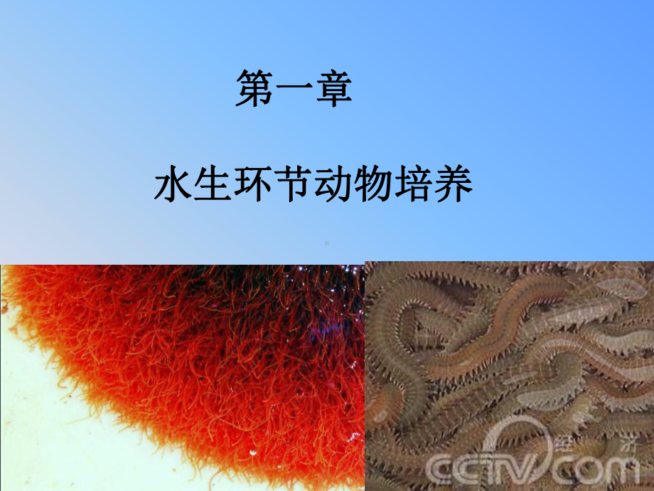 水丝蚓的培养-PPT精选课件.ppt_第1页