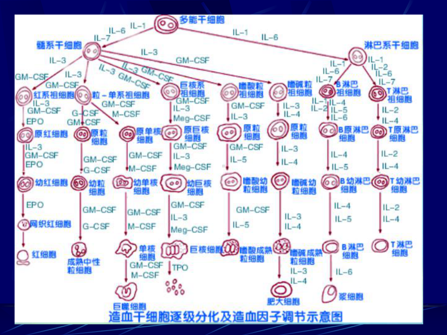 临床血液学检测-血液一般检测医学PPT课件.ppt_第3页