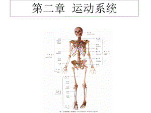 人体解剖学-第二章运动系统PPT课件.ppt