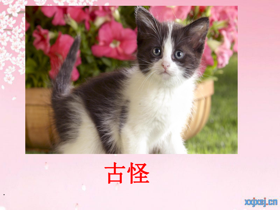 《猫》老舍(公开课课件)讲解.ppt_第3页