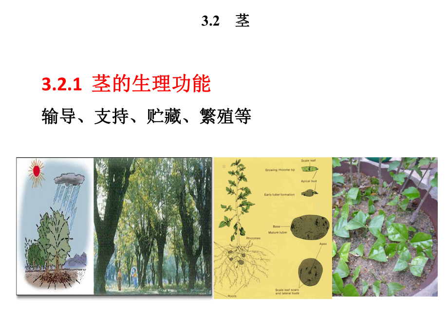 植物学教学-第二节-茎课件.ppt_第3页