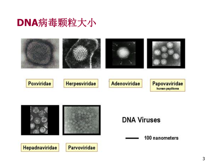 病毒的结构医学PPT课件.ppt_第3页