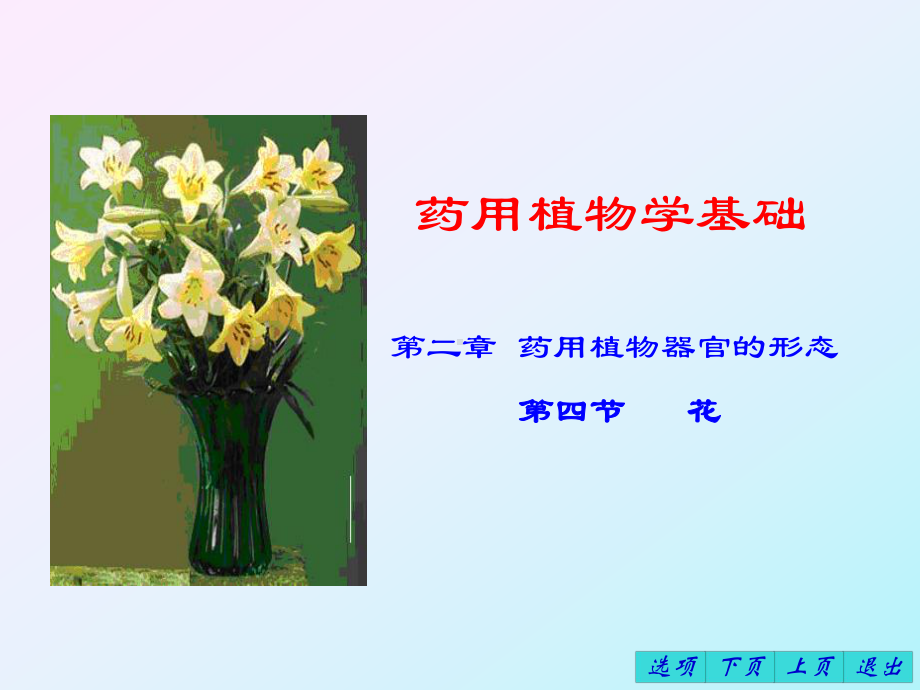 植物器官花课件.ppt_第1页