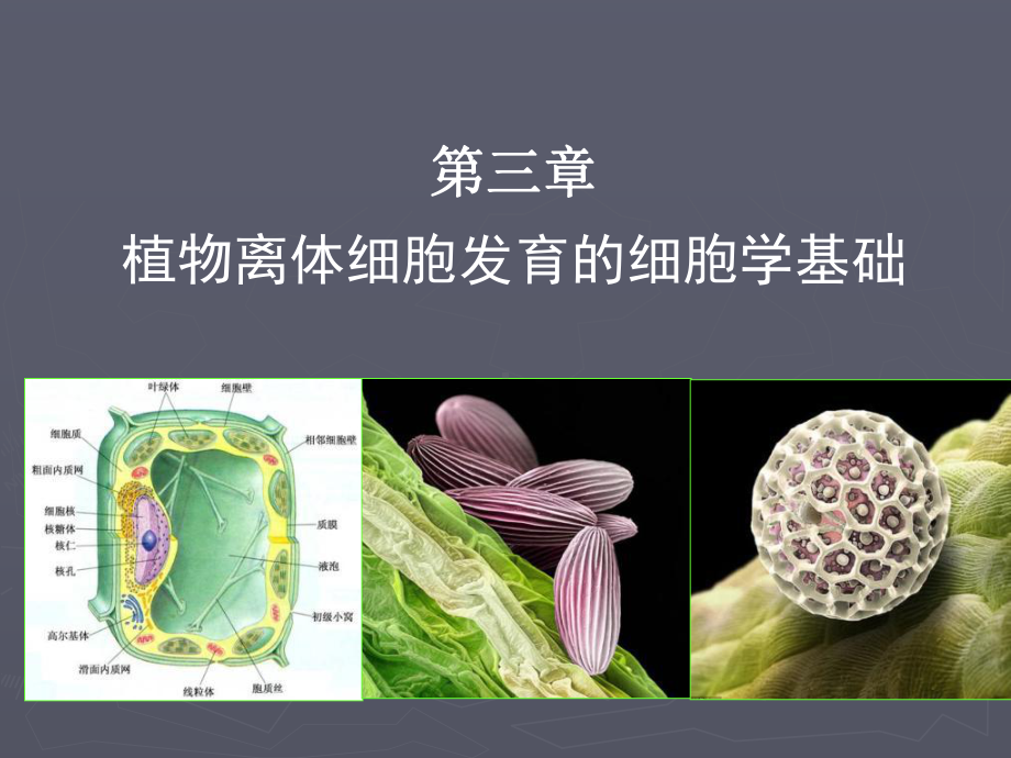 植物细胞工程课程2课件.ppt_第1页