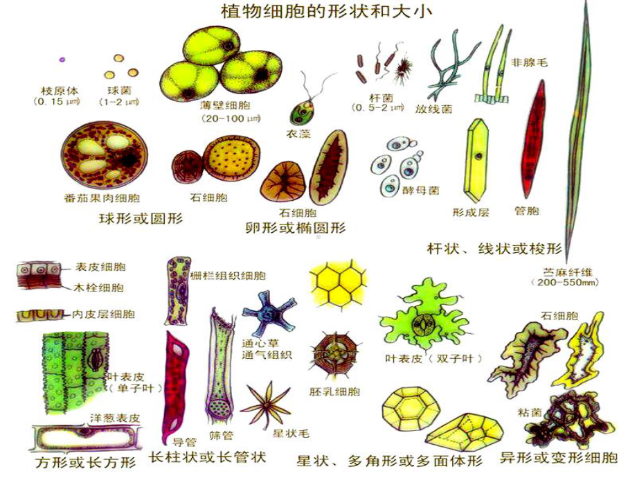 植物细胞工程课程2课件.ppt_第2页