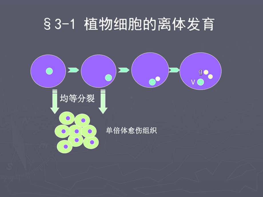 植物细胞工程课程2课件.ppt_第3页