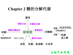 生物化学-糖的分解代谢PPT课件.ppt