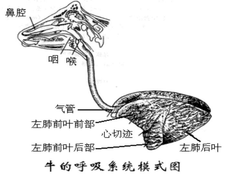 第五讲呼吸系统课件.ppt_第3页