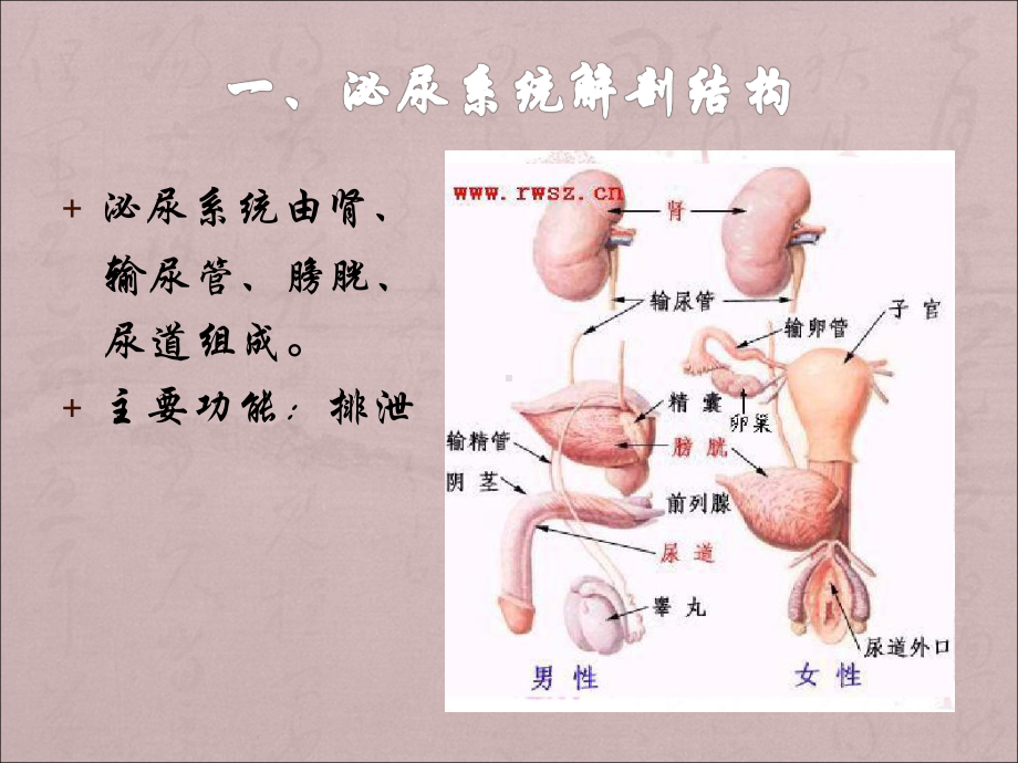 泌尿系结石的护理医学PPT课件.pptx_第3页