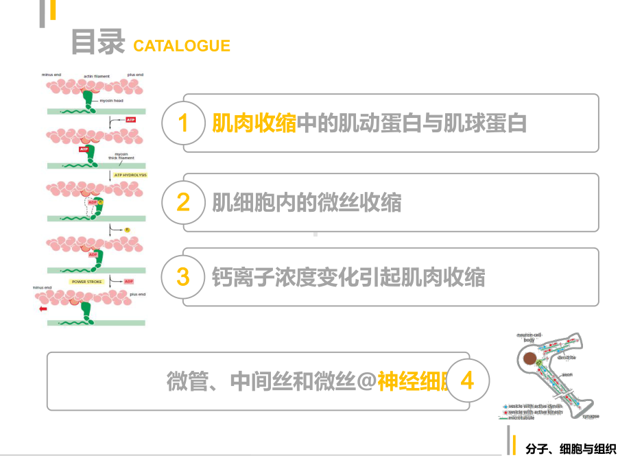 细胞骨架在神经和肌肉细胞中的特有功能课件.pptx_第2页