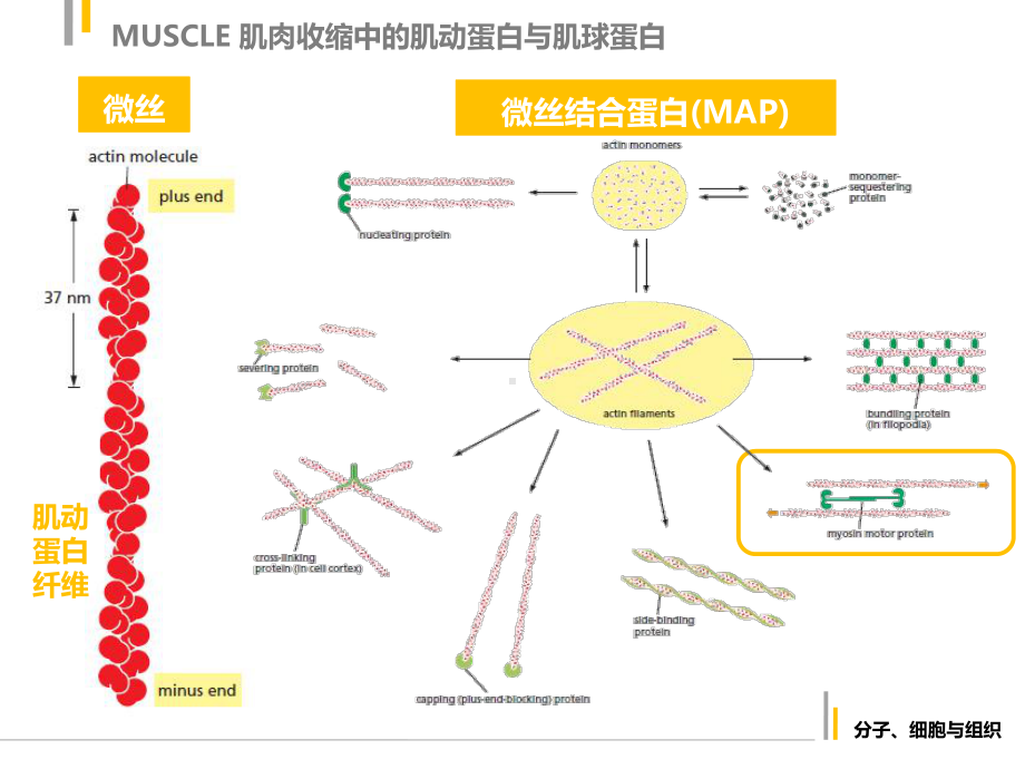 细胞骨架在神经和肌肉细胞中的特有功能课件.pptx_第3页