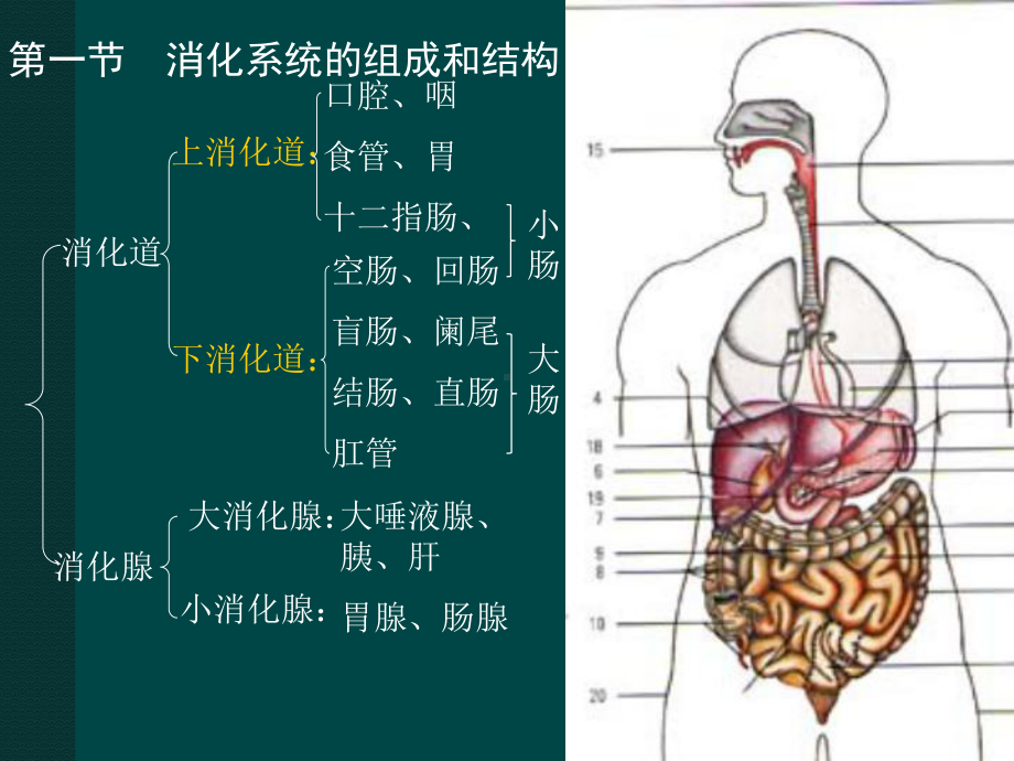 消化系统的结构和功能课件.pptx_第2页