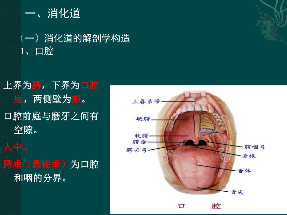 消化系统的结构和功能课件.pptx_第3页