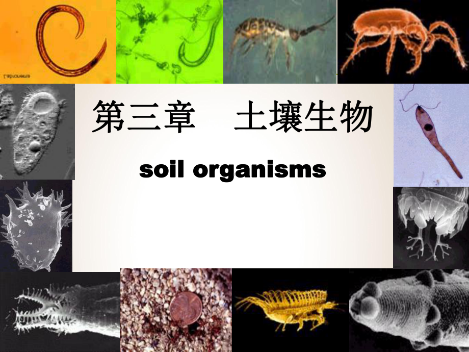 第三章土壤生物课件.ppt_第1页