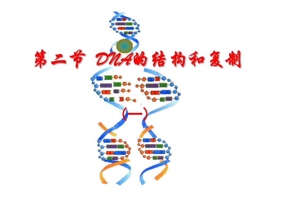 第二节-DNA的结构和DNA的复制课件.ppt_第1页