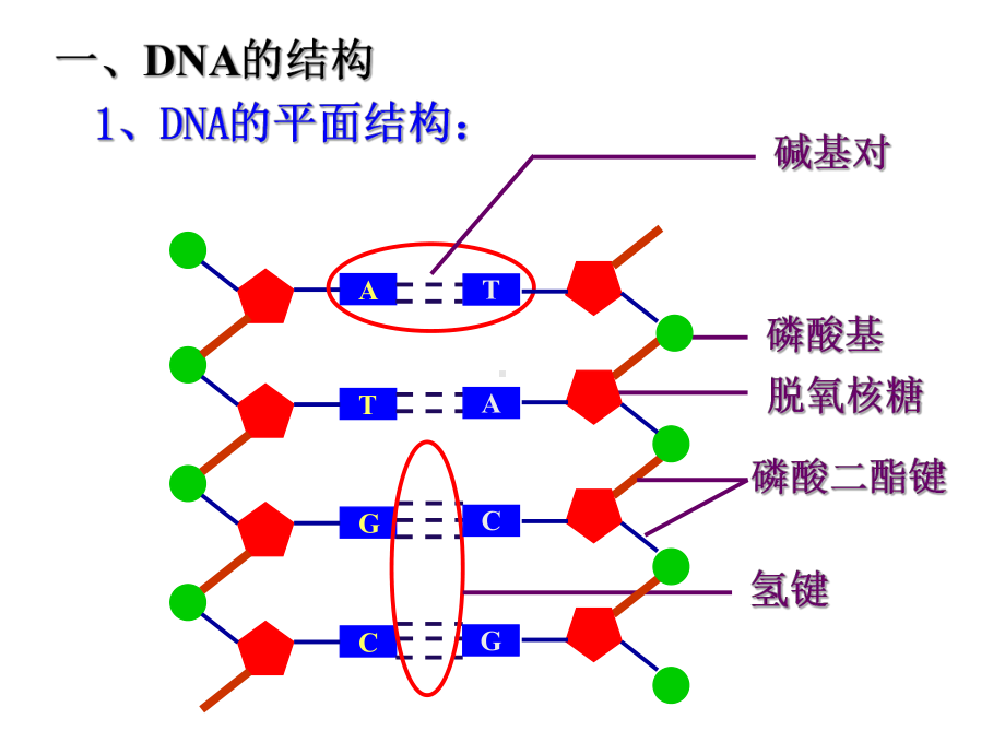 第二节-DNA的结构和DNA的复制课件.ppt_第3页