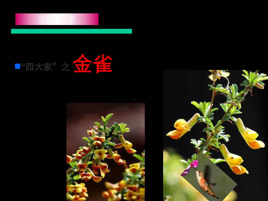 概述盆景植物共页PPT课件.ppt_第3页