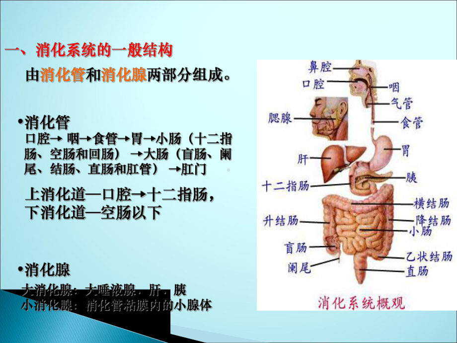 消化系统(解剖)课件.ppt_第2页