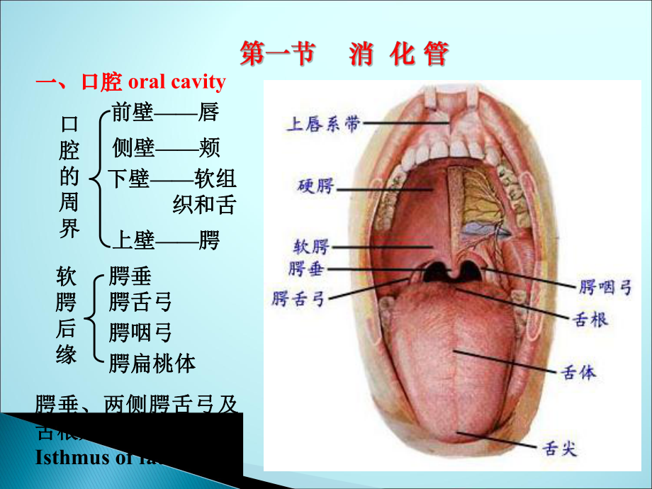 消化系统(解剖)课件.ppt_第3页