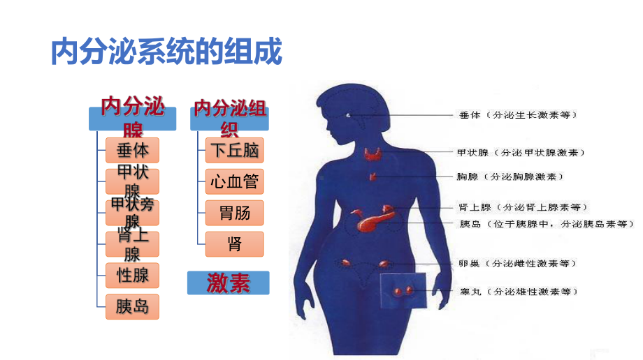 代谢与内分泌课件.ppt_第3页