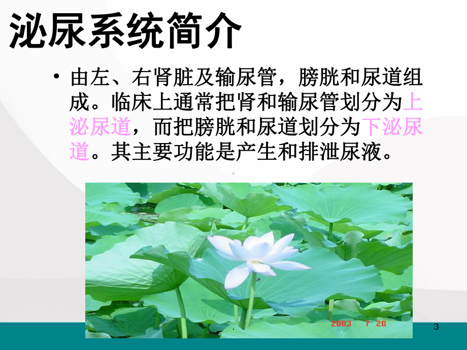 泌尿外科护理讲课医学PPT课件.ppt_第3页