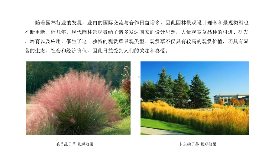 中高型观赏草的栽植方法课件.ppt_第3页