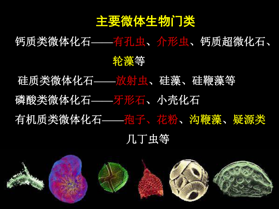 有孔虫课蜓上课-课件.ppt_第3页