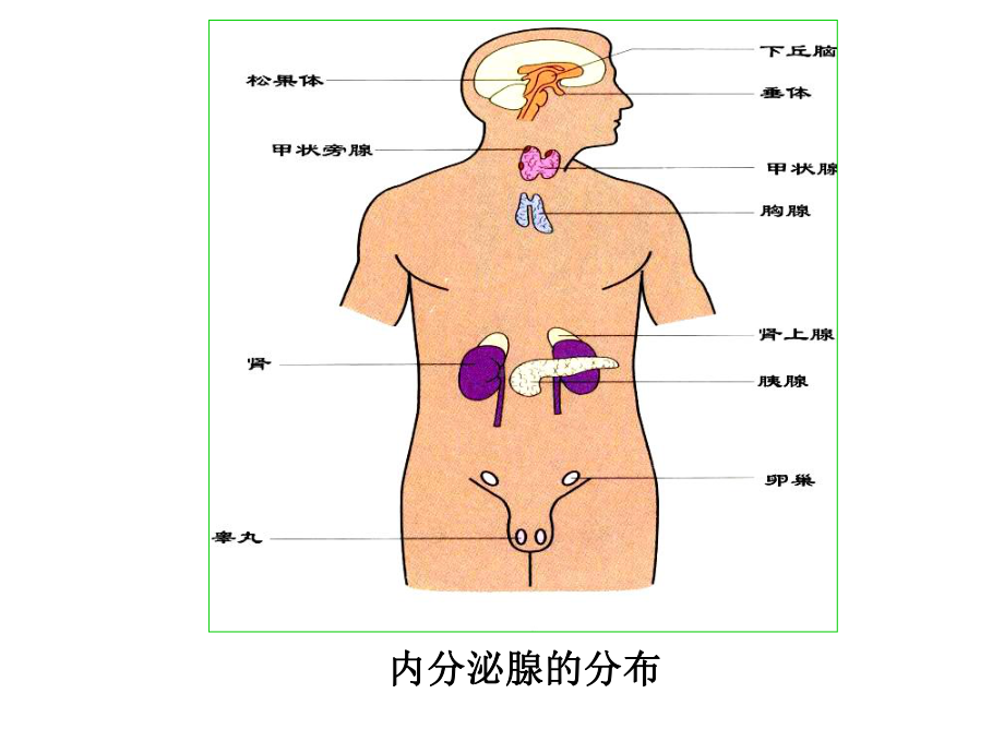 第十一章内分泌系统课件.ppt_第3页