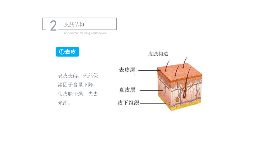 皮肤管理痘痘肌肤医学PPT课件.pptx_第2页