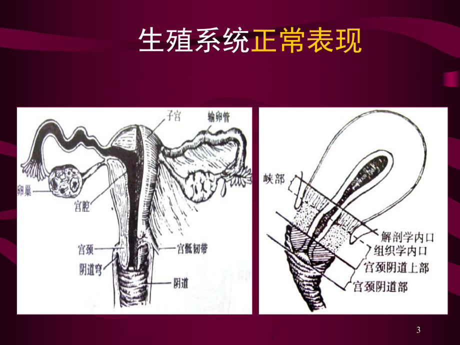 生殖系统影像学医学影像医学PPT课件.ppt_第3页