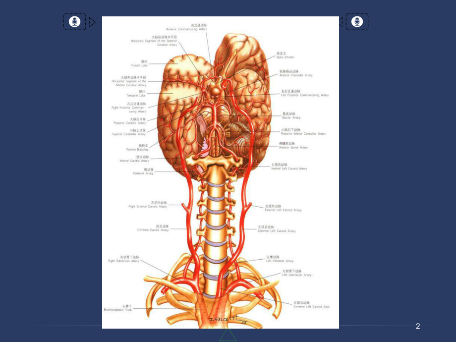 椎基底动脉系统及其综合征PPT参考课件.ppt_第2页