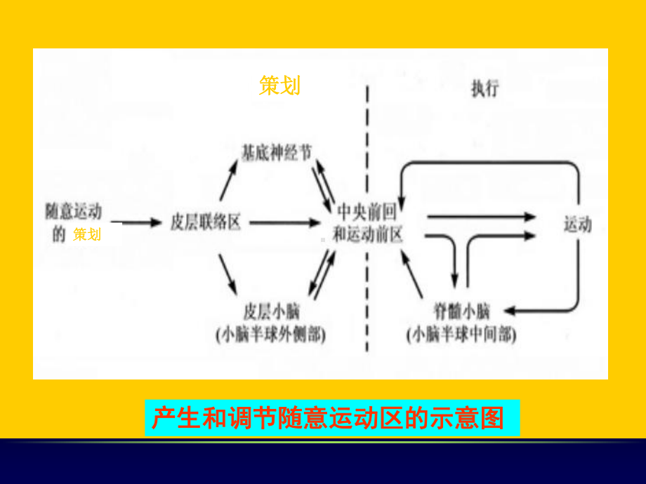 生理学课件神经系统4神经系统对躯体运动的调控.ppt_第3页