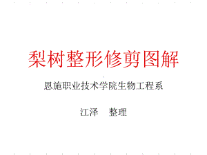 梨树整形修剪图解课件.ppt