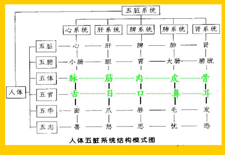 形体官窍-PPT课件.ppt_第2页