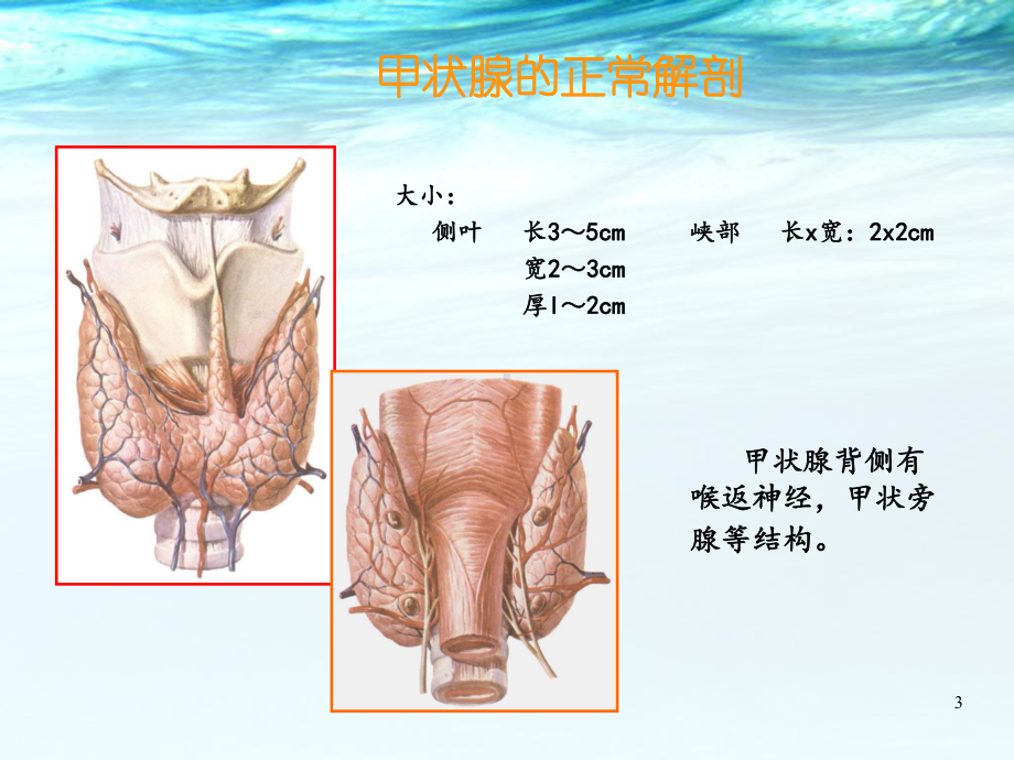 甲状腺结节的超声诊断与鉴别医学PPT课件.ppt_第3页