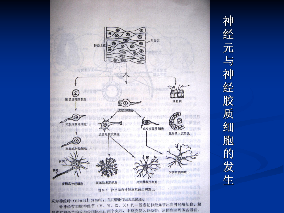 中枢神经系统肿瘤(252页PPT课件).ppt_第3页