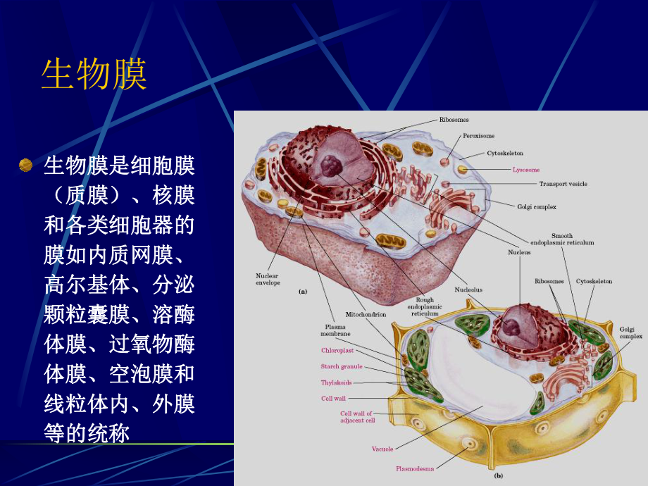 生物膜系统1020课件.ppt_第2页